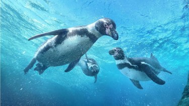Por qué Puerto Madryn es uno de los destinos más buscados en el Travel Sale