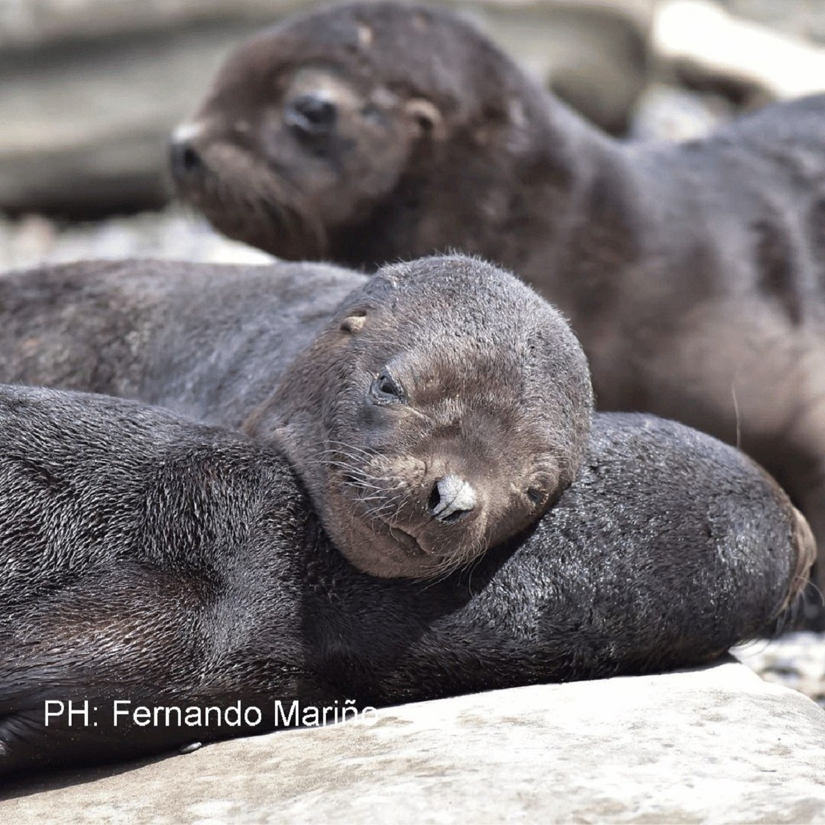Las crías de lobos marinos en su siesta. Foto: Fernando Mariño.