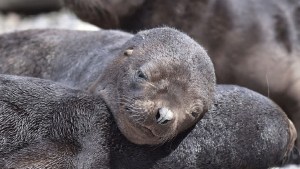 Escapada al refugio de los lobos marinos en el Camino de la Costa: ¡Con estas sorpresas!