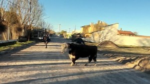 Insólito: vecinos fueron sorprendidos por un toro en Fernández Oro