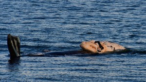 La bebé ballena «a upa»: el video más tierno en una playa de Puerto Madryn