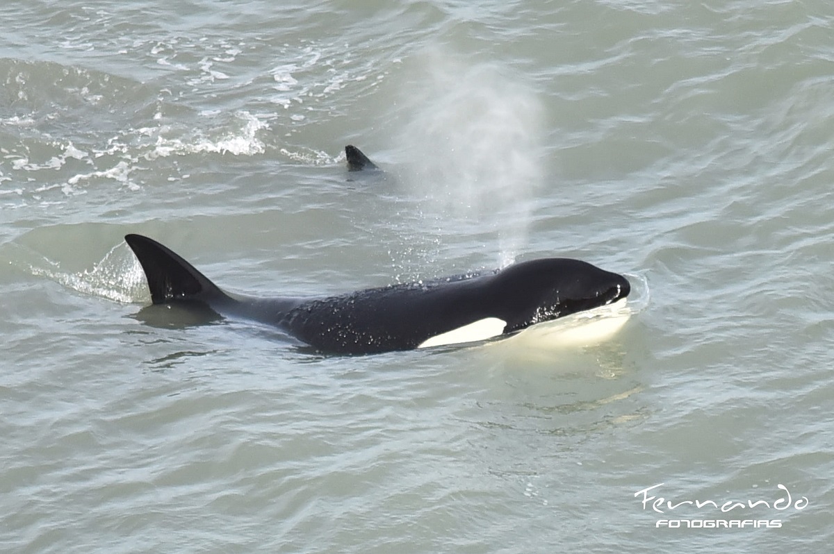 Se trata de dos grupos de orcas que regresaron al Área Natural Protegida de Punta Bermeja (La Lobería). Foto Gentileza:  Fernando Mariño.
