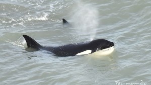 Las orcas volvieron a visitar la costa de Río Negro: mirá qué lindas imágenes y videos
