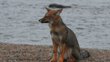 Un zorro cachorrito en Las Canteras. Detrás, a metros de la costa de Chubut, una ballena. Fotero Patagónico. 