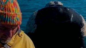 Increíble momento en Las Grutas: «A mi amigo Nano lo espió una ballena»
