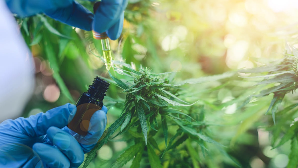 La nueva normativa busca impulsar el desarrollo de la cadena productiva y comercialización nacional e internacional de la Planta de Cannabis y sus derivados. Foto Archivo.