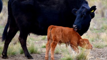Viedma ya tiene un laboratorio para análisis de brucelosis bovina