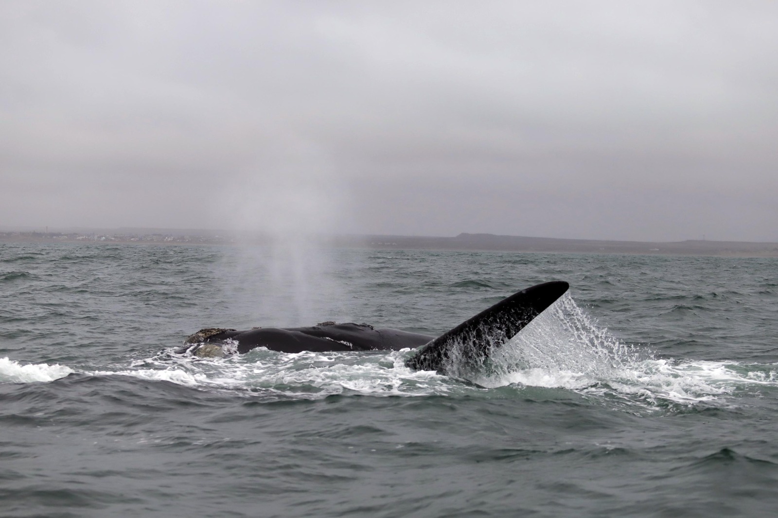 Las ballenas ya se avistan en el Golfo San Matías // Fotos: Marcelo Ochoa