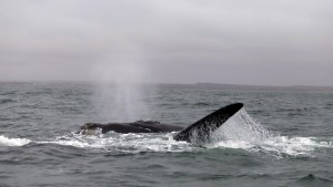 “Finde” largo en Las Grutas: arranca la temporada de avistaje embarcado de ballenas