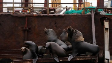 ¿El brote de gripe aviar que llegó al Puerto San Antonio Este afectará el avistaje embarcado de ballenas?