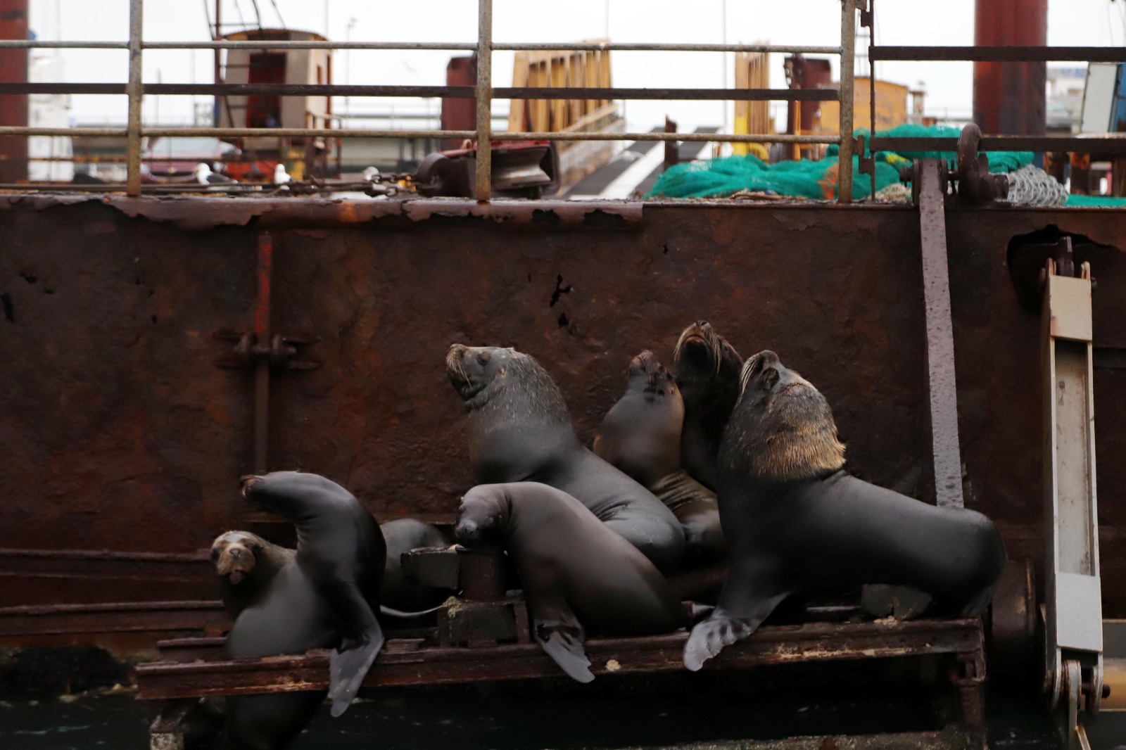 Los lobos marinos forman parte del paisaje del Puerto SAE. Aquí  se los ve descansando en el pontón flotante del muelle . En Punta Villarino se halló el primer lobito muerto por gripe aviar  // Foto: Marcelo Ochoa