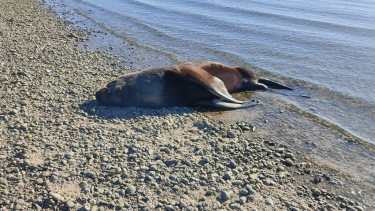 El lobo que apareció muerto en el Puerto San Antonio Este. Mañana se sabrá si murió por gripe aviar //Foto Gentileza