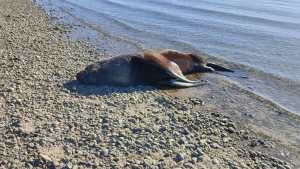 Gripe aviar: apareció muerto un lobo marino en San Antonio Este y analizan vinculación con el brote