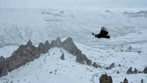 El impresionante vuelo de un cóndor en Los Bolillos, el paraíso nevado del norte de Neuquén