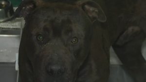 El pitbull baleado por un policía en Rosario recibió el alta: cuál será su futuro tras el feroz ataque