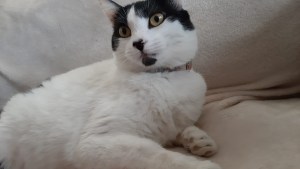 Buscan a Mishulina, una gata que desapareció en Cipolletti: su familia ofrece recompensa