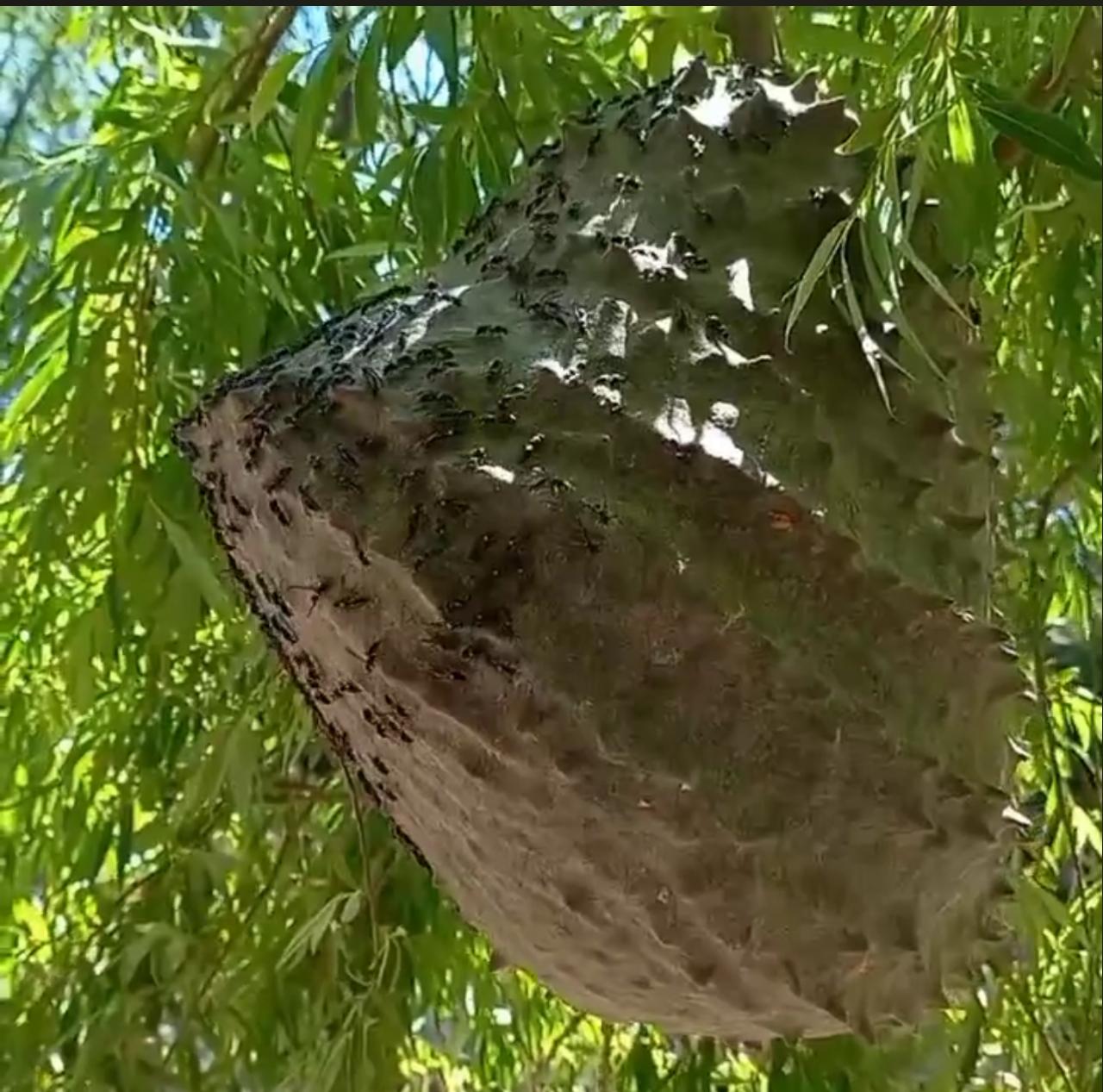 Encontraron panales de avispas camoatí en Fernádez Oro. Foto: Gentileza.