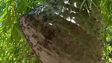 Encontraron panales de avispas camoatí en Fernádez Oro. Foto: Gentileza.
