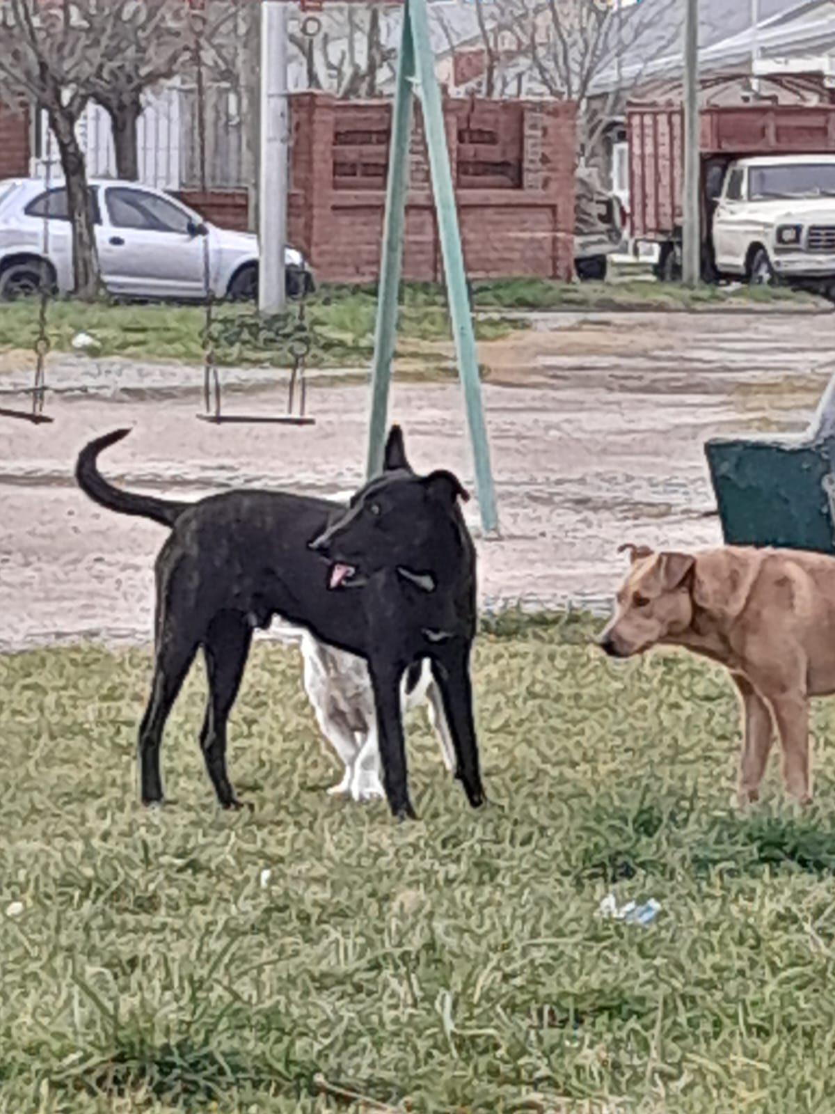 Vecinos piden que se controlen los perros sueltos en Neuquén. 