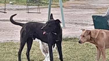 Vecinos piden que se controlen los perros sueltos en Neuquén. 