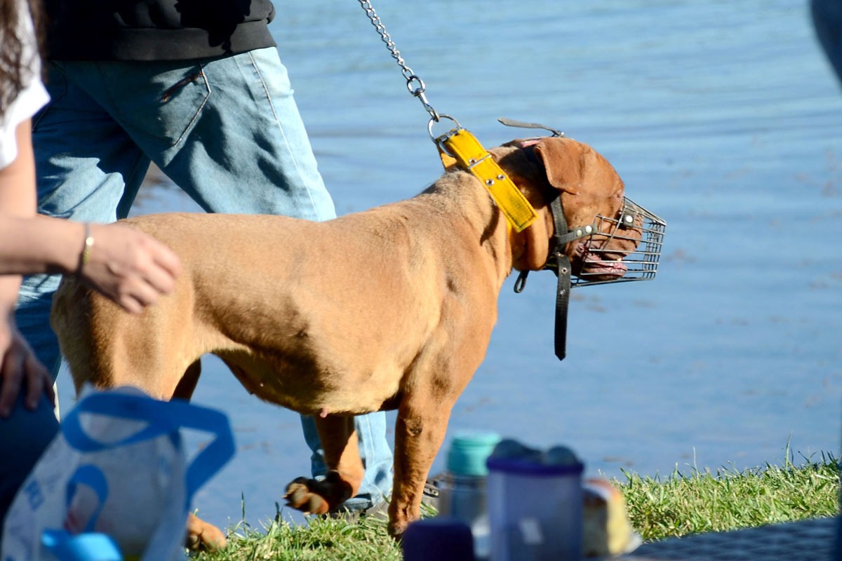 Especialistas aconsejan que los perros de razas robustas usen el boxal desde pequeños para acostumbrarse. Foto archivo