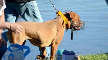 Especialistas aconsejan que los perros de razas robustas usen el boxal desde pequeños para acostumbrarse. Foto archivo