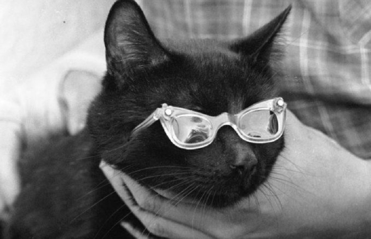 Black cat auditions for a Hollywood production in 1961. Fuente: Reddit.