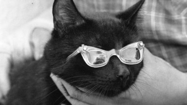 Black cat auditions for a Hollywood production in 1961. Fuente: Reddit.
