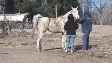 Una yegua fue rescatada la semana pasada. 