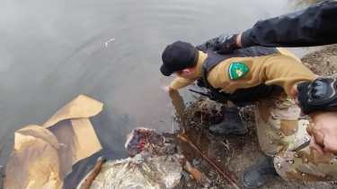 Carnearon una vaca que estaba a punto de parir en un campo, en Cervantes