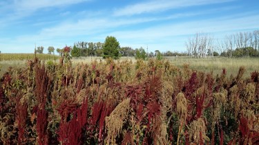 Con el descarte de frutas y hortalizas generarán alimentos saludables en Viedma
