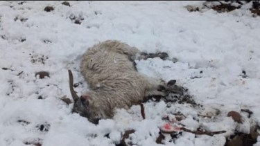 Las chivas estaban preñadas. Foto: Facebook. 