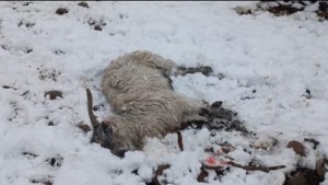 Denunciaron que una jauría mató a más de 40 chivas en el norte de Neuquén