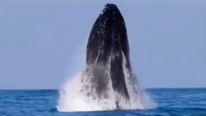 Caminaba en la playa y filmó el increíble salto de una ballena que da la vuelta al mundo