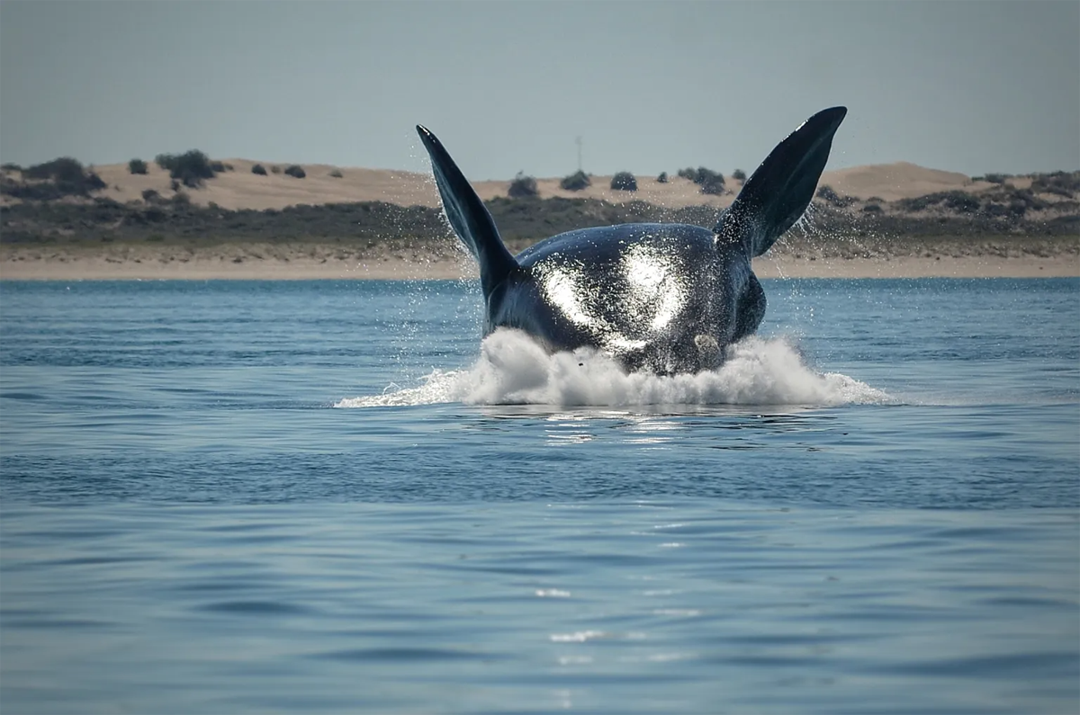 Las ballenas francas australes llegan para reproducirse a los mares del sur. Foto: Archivo.