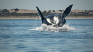 Las Grutas: arranca el finde largo la temporada de avistaje embarcado de ballenas