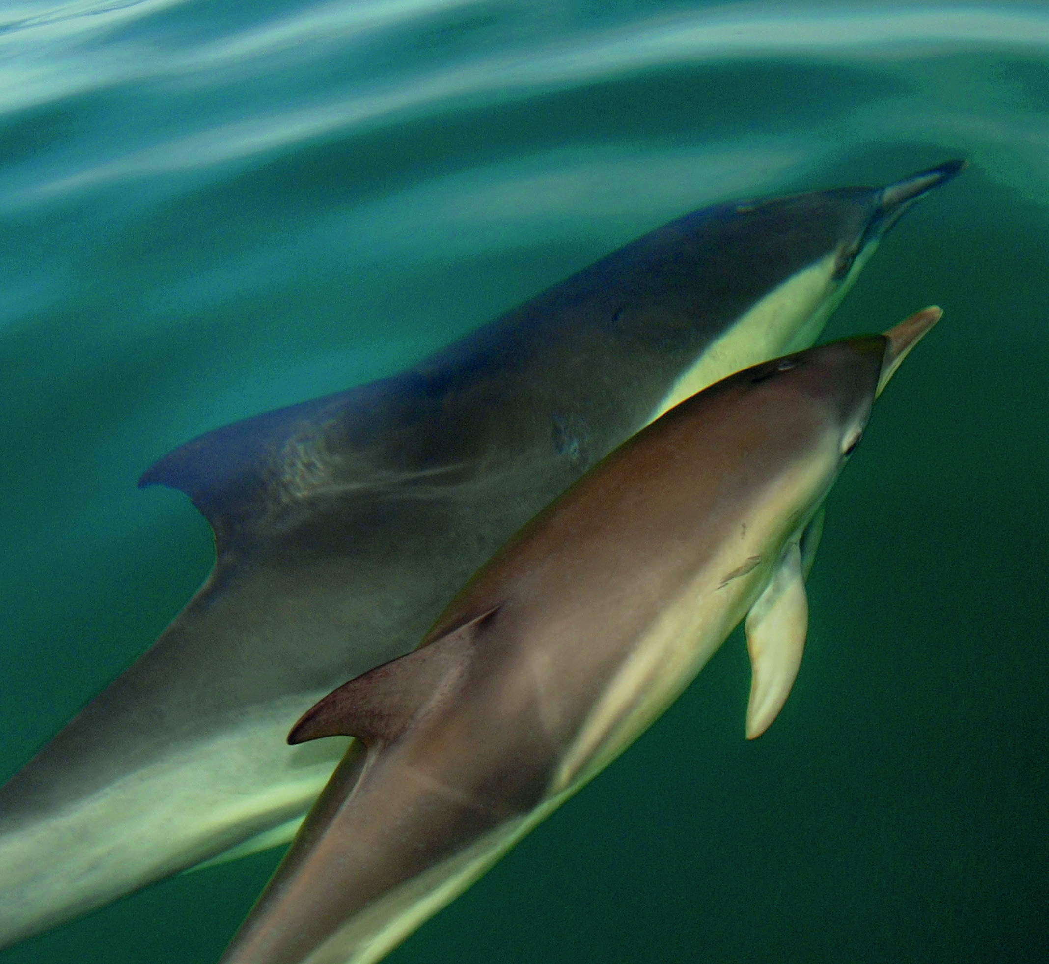 Los mamíferos marinos que habitan el ecosistema del Golfo San Matías representan parte de su biodiversidad e interaccionan con la actividad pesquera