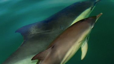 Por qué lo que le pasa a la anchoíta y a la merluza debería importarle al turista