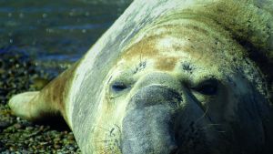 Orcas, ballenas, lobos y delfines: cuáles son las 12 especies de mamíferos marinos que se han visto en el Golfo San Matías