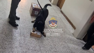 Bettina, la perra antinarcóticos, detectó droga escondida en una caja  en la terminal de San Martín