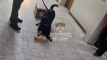 Bettina, la can detectora de la policía, encontró drogas en San Martín de los Andes. Foto: Gentileza