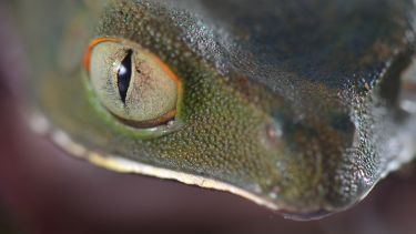 Una muestra de fotos e ilustraciones en Bariloche muestra los trabajos de científicos del INIBIOMA sobre la biodiversidad
