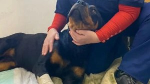 La historia de «Negrita», la perra que recibió 4 tiros por robar un matambre en Lomas de Zamora
