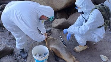 Confirmaros casos de gripe aviar en Claromecó, San Blas y San Antonio Este. Foto: Presidencia. 