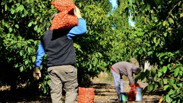 Los frutos secos ganan espacios y hay más de de 1.200 hectáreas  en producción. Foto: Marcelo Ochoa.