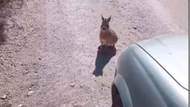 El "liebre piquetera" no quería moverse.