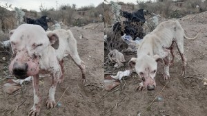 Trabajadores rescataron a un perro que estaba en una pileta de aguas servidas, en Roca