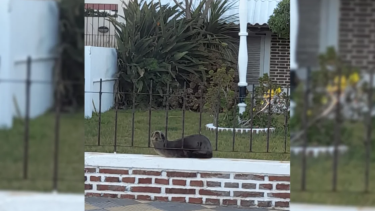 Un lobo marino apareció sobre el frente de una vivienda de Monte Hermoso. (Foto: Damián Danieli).
