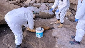 Gripe aviar en lobos marinos: confirman nuevos casos en Sierra Grande