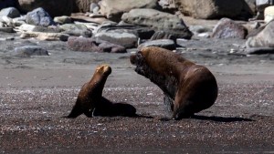 Gripe aviar: preocupa la aparición de lobos muertos en el Camino de la Costa